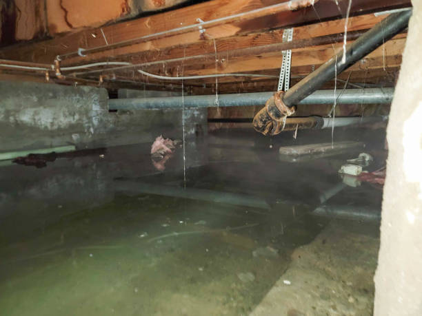 Best Mold removal after water damage  in Cold Spring, KY