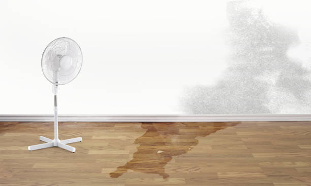 Best Professional water damage repair  in Cold Spring, KY